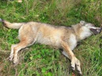 Due lupe trovate prive di vita nel Parco Nazionale